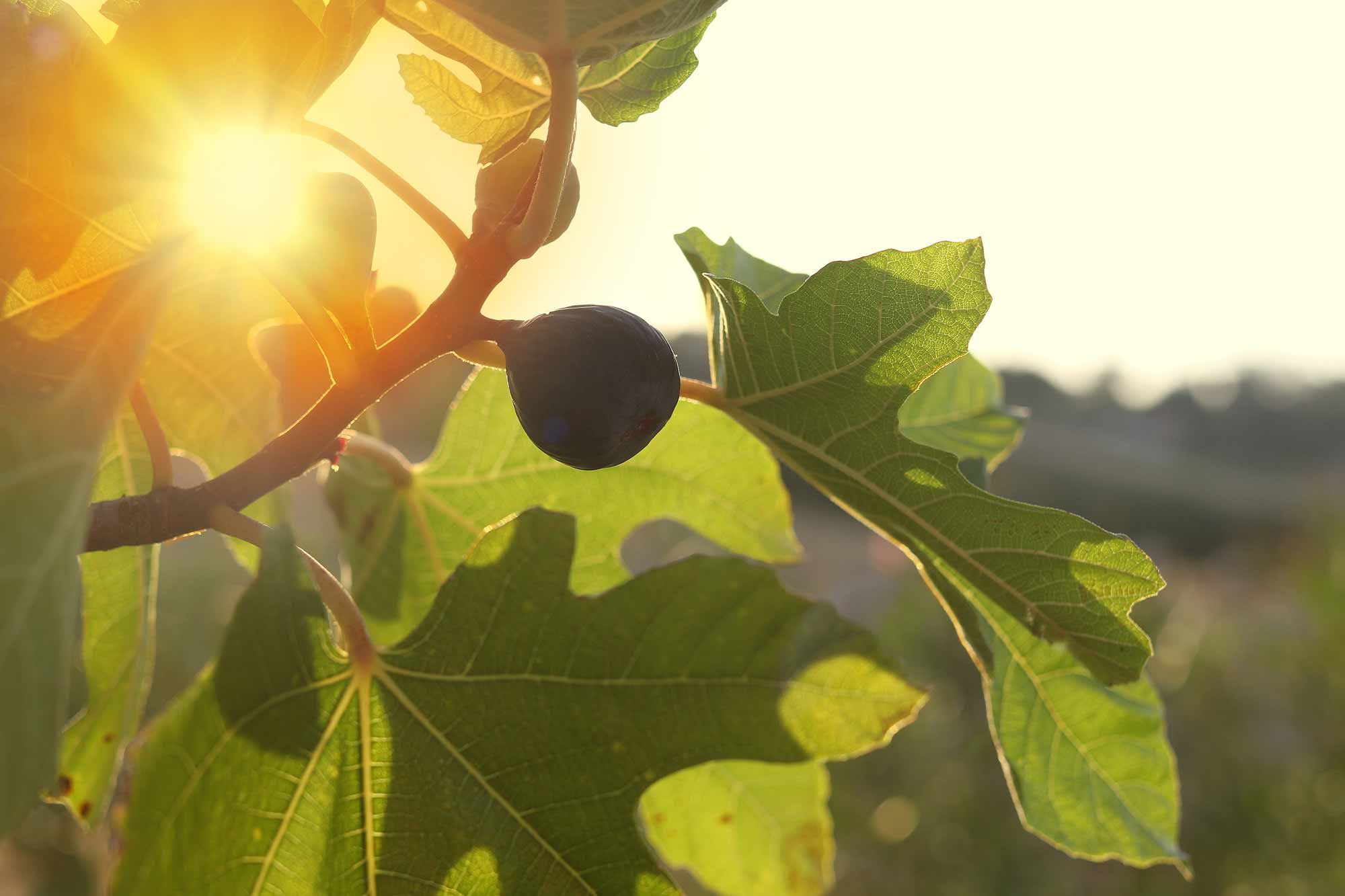 fig-growing-on-tree-in-the-sunset