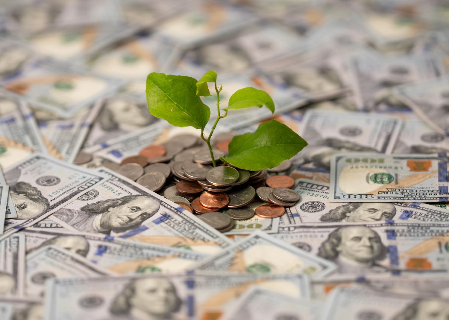Concept of a money tree made of real money