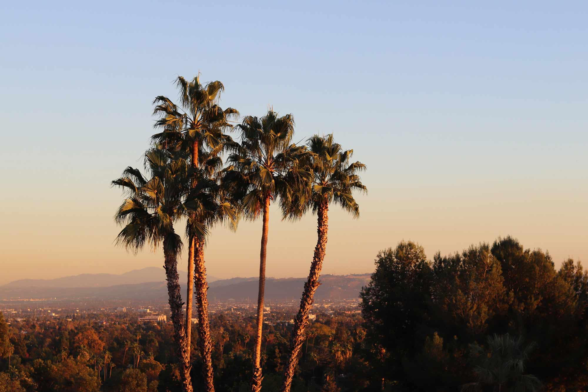 palm-trees-over-pasadena